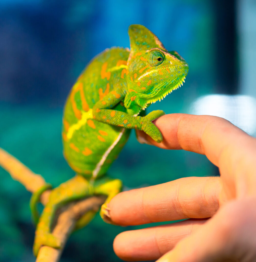 Reptilien 1 AdobeStock 487955638 scaled e1705593669434