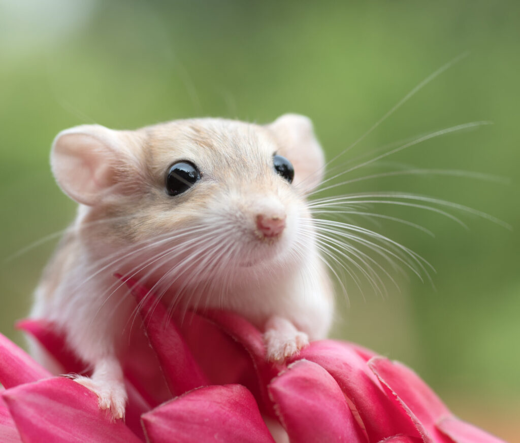 Kleintiere 1 AdobeStock 391800402 scaled e1705929789557