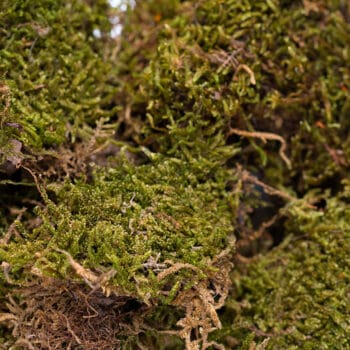 BC Moosfasern Moosfasern in Nah-Aufnahme