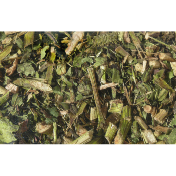 Nagertraum Echinacea