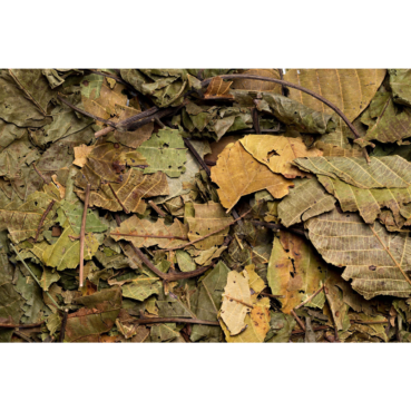 Nagertraum Walnussblätter Nagertraum Walnussblätter