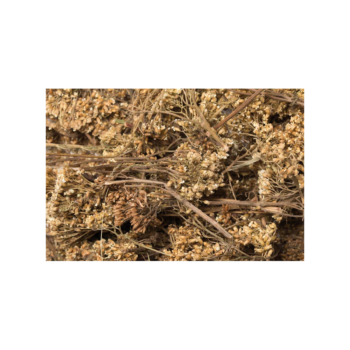 Nagertraum Schafgarbenblüten