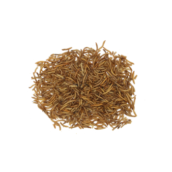 Nagertraum Mehlwürmer