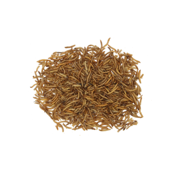 Nagertraum Mehlwürmer Nagertraum Mehlwürmer