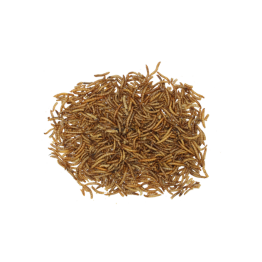 Nagertraum Mehlwürmer Nagertraum Mehlwürmer