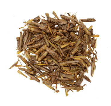 Nagertraum Grashüpfer Nagertraum Grashüpfer