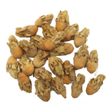 Kaktusblüten Minis Kaktusblüten Minis