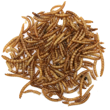 Mehlwürmer Minis Mehlwürmer Minis