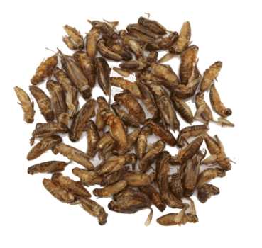 Heimchen Minis Heimchen Minis