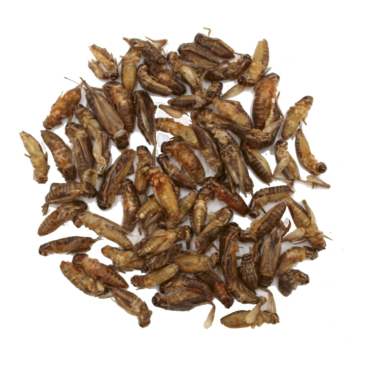 Heimchen Minis Heimchen Minis