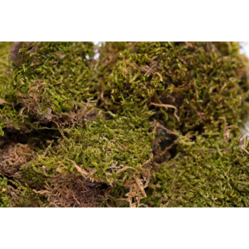 Nagertraum Moosfasern