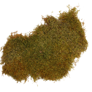 Moosplatte Moosplatte