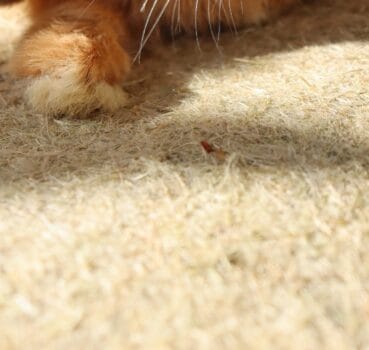 Nagerfloor_pfote Weich für alle Kleintierpfoten