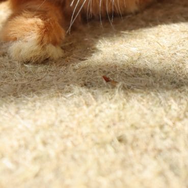 Nagerfloor_pfote Weich für alle Kleintierpfoten