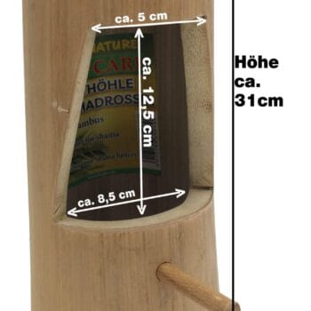 Schamadrossel Nisthöhle Schamadrossel Nisthöhle