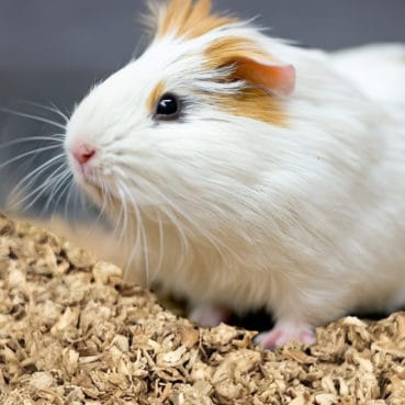 Ein Meerschwein auf HUGRO Dinkelstreu