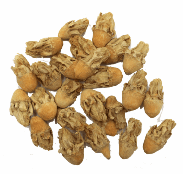 4017169112891_Kaktusblueten_Detail.png 4017169112891_Kaktusblueten_Detail.png