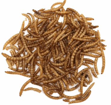 4017169112921_Mehlwuermer_Detail.png 4017169112921_Mehlwuermer_Detail.png