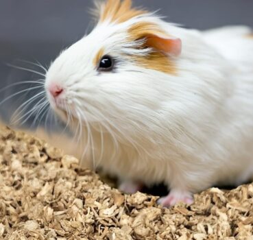 Meerschwein-auf-Dinkel.jpg Meerschwein-auf-Dinkel.jpg